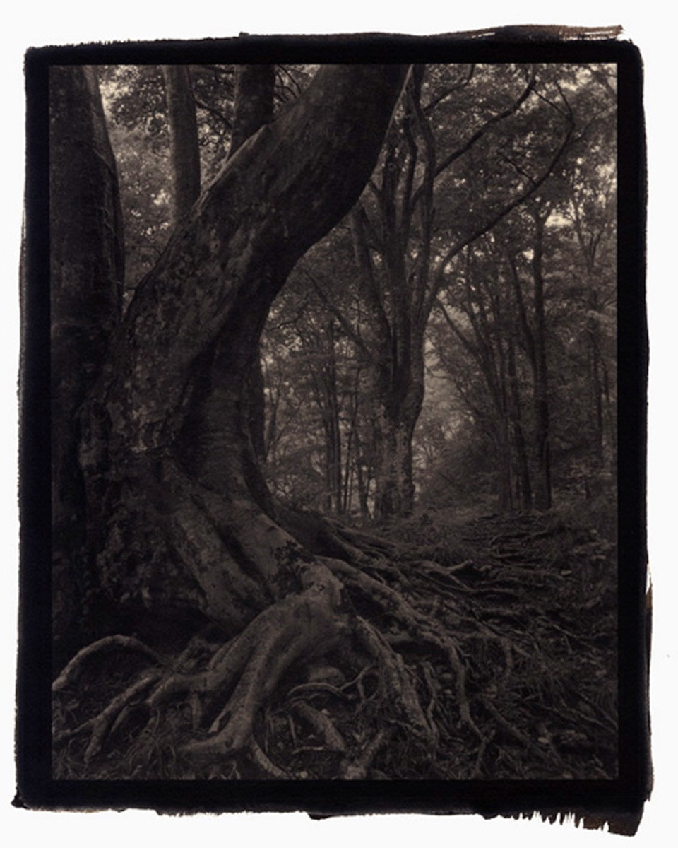 Silent Respiration of Forests - Platinum Palladium Print #27