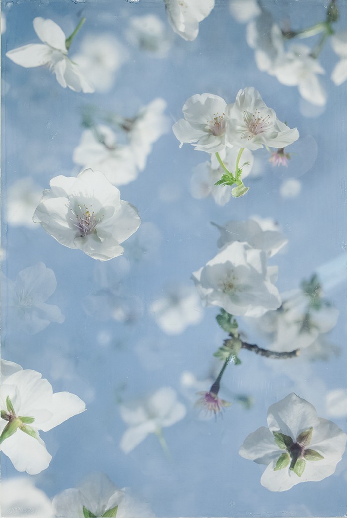 Cherry Blossoms
