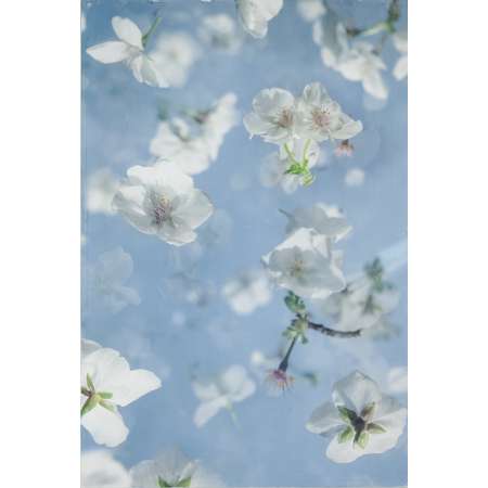 Cherry Blossoms