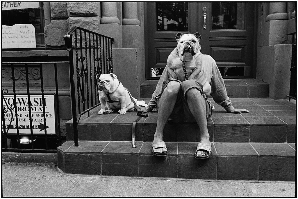 New York City (Two Bulldogs)
