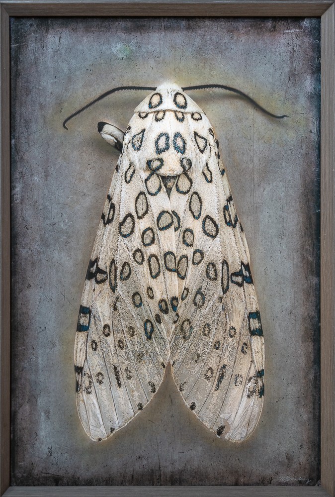 Hypercompe scribonia, Giant Leopard Moth II