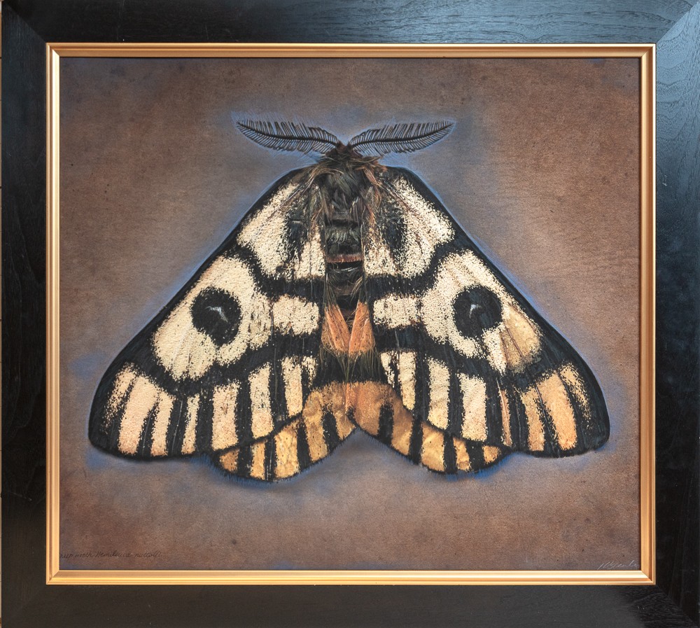 Hemileuca nuttalli, Sheep Moth