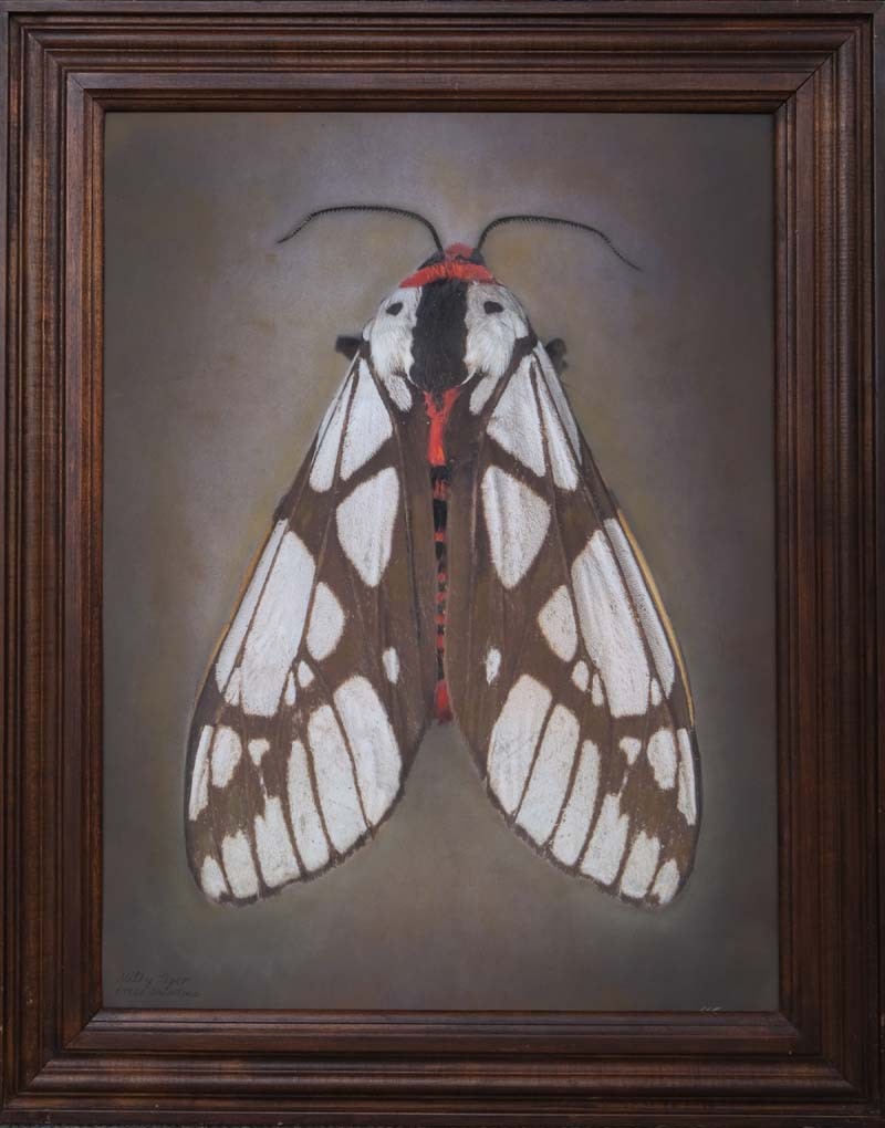 Areas galactina, Milky Tiger Moth