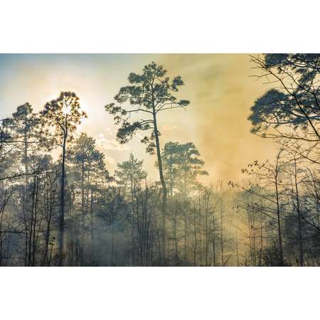 Smokey Pines