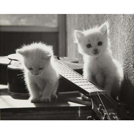 White Kittens With Guitar - 1970