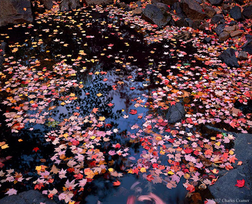 Autumn Abstract, Pond, Acadia, Maine