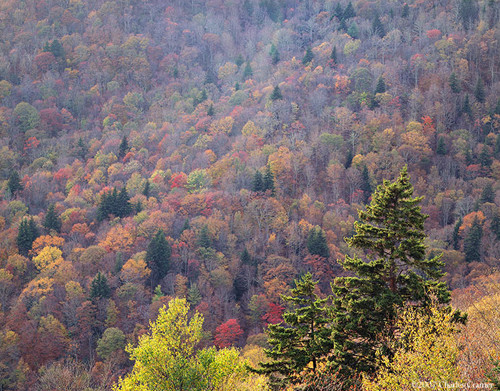 Hillside, Late Fall, BlueRidge Mountains
