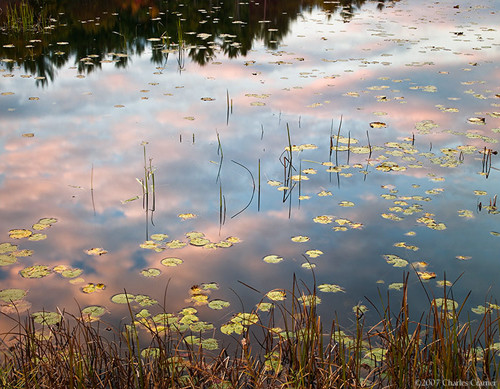 Lillypads, Pool, Sunset, New Hampshire