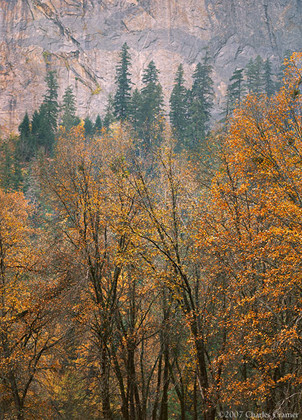 Oaks and Cathedral Rock, Autumn, Yosemite