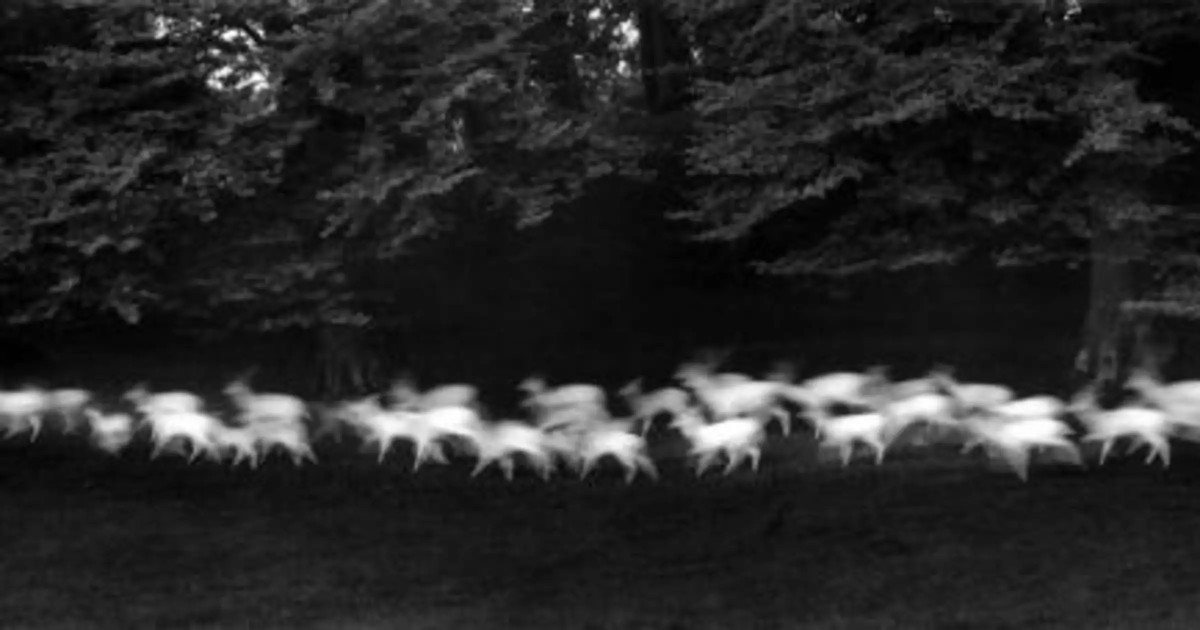 Running White Deer, County Wicklow, Ireland, 1967