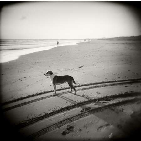 Surfer's Dog, South Padre Island, 2001
