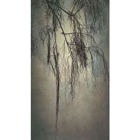 The Weeping Birch