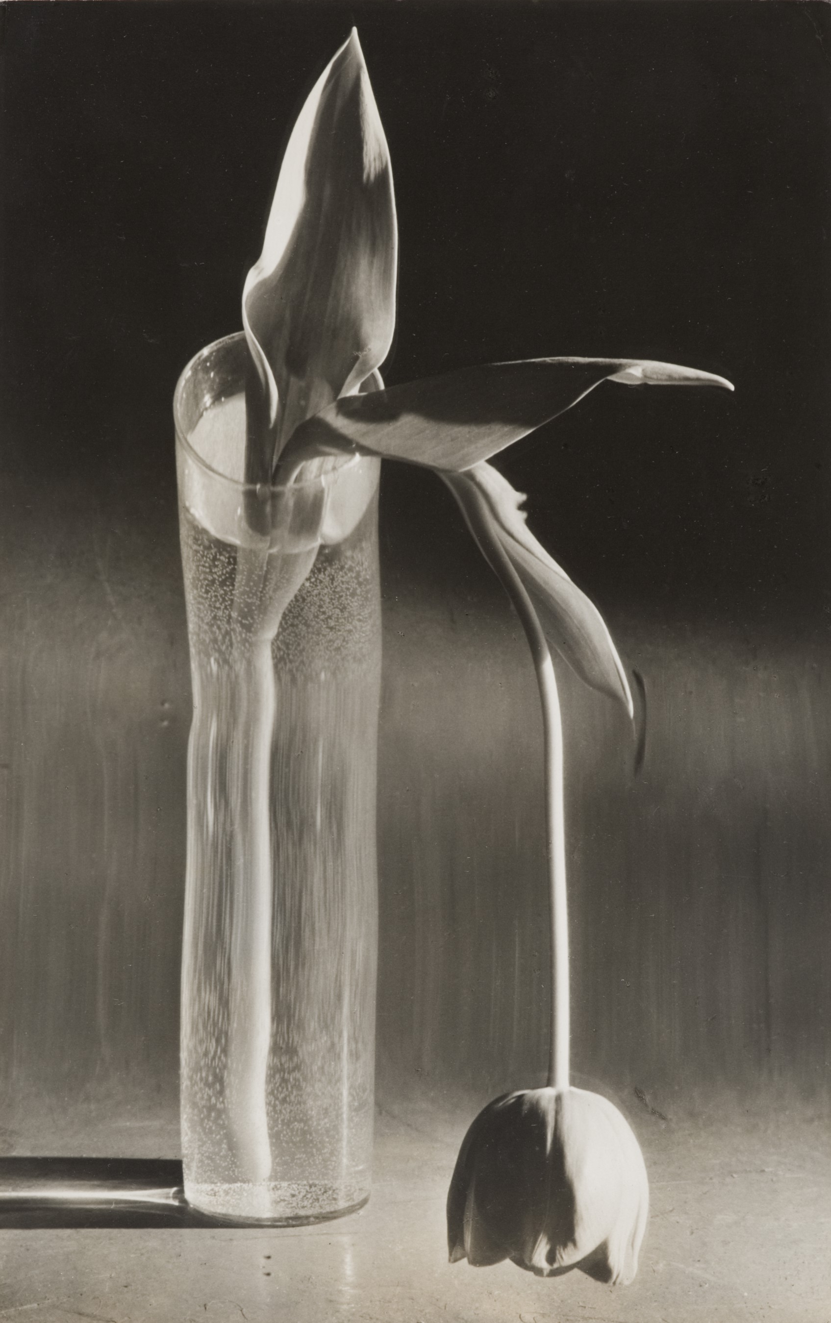 Andre Kertesz Melancholic Tulip Catherine Couturier AIPAD 2014