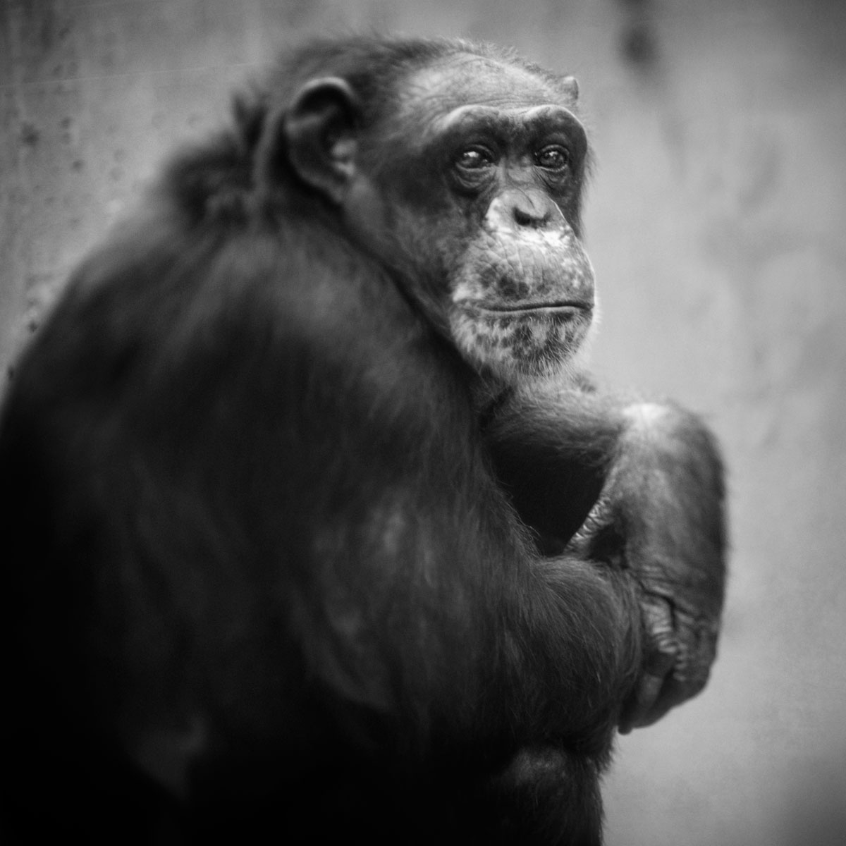 Anne Berry - Krefeld Chimpanzee