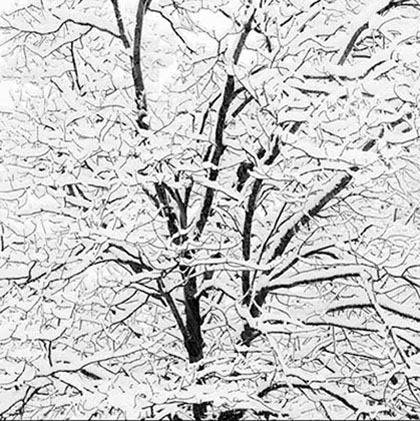 Jeff Conley, Snow Covered Branches