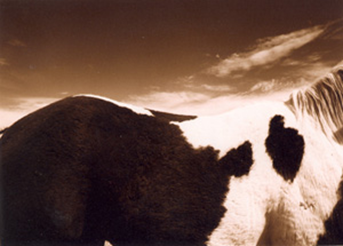 Marty Carden, Equestrian Landscape #1, 2003