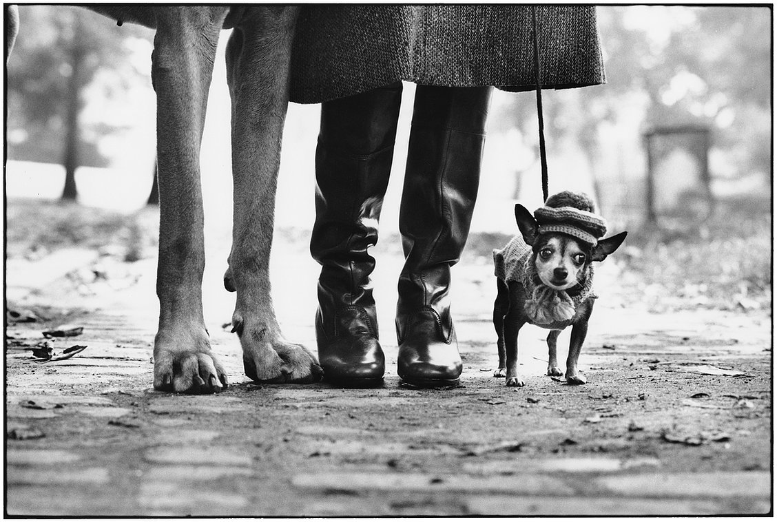 Elliott Erwitt New York City, 1874 (dog legs)
