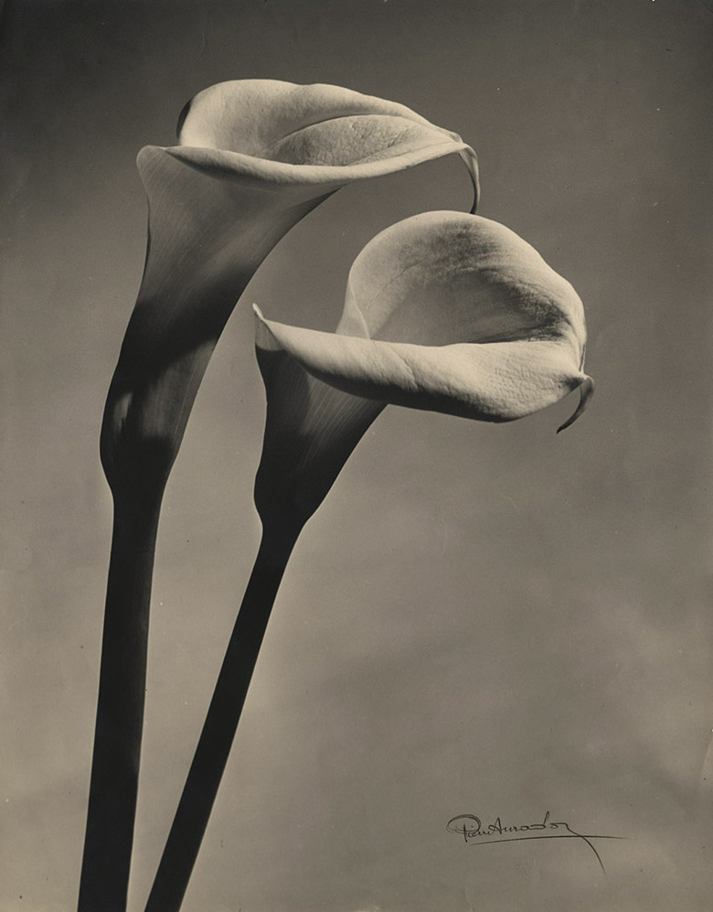 Pierre Auradon, Calla Lilly. Silver print, 19-5/8 x 15-11/16 in., 1940s/1940s 