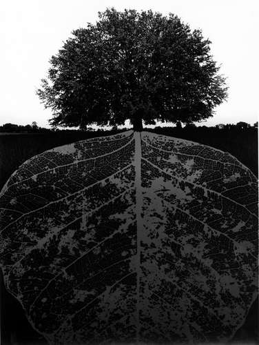 Jerry Uelsmann Untitled Tree with Leaf Root System Catherine Couturier Gallery