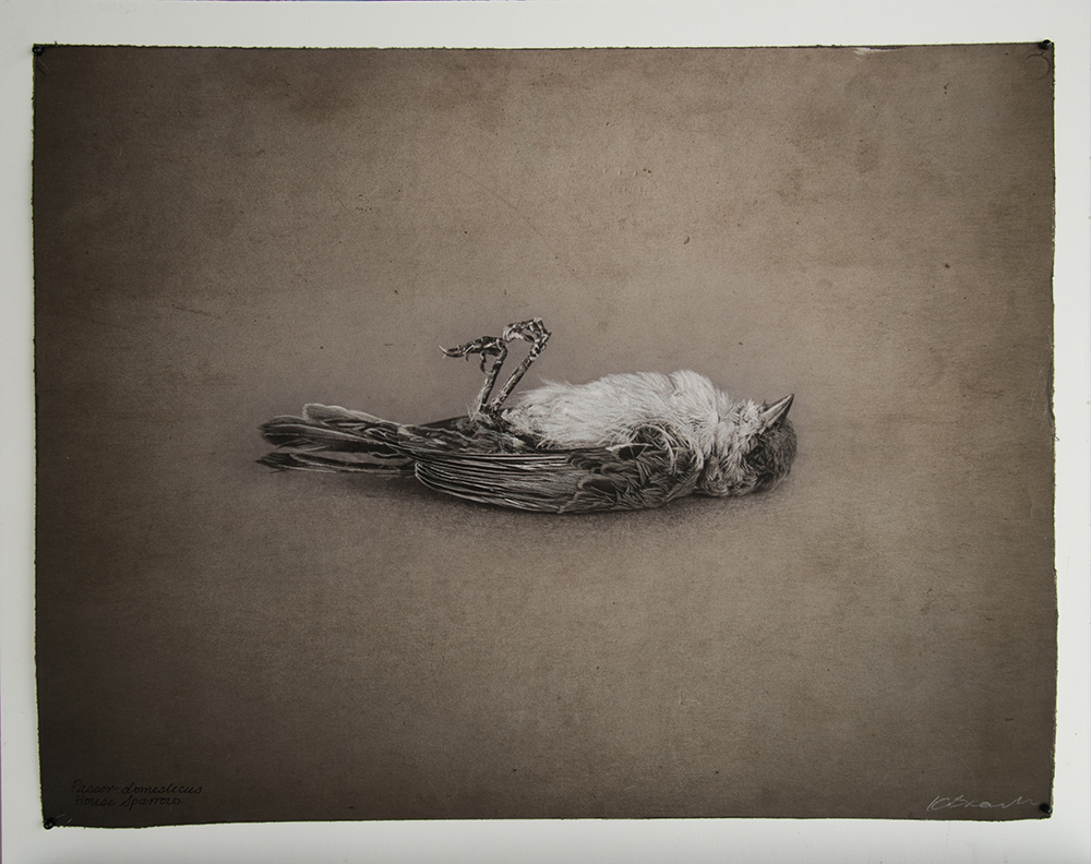 Kate Breakey, House Sparrow, Catherine Couturier Gallery