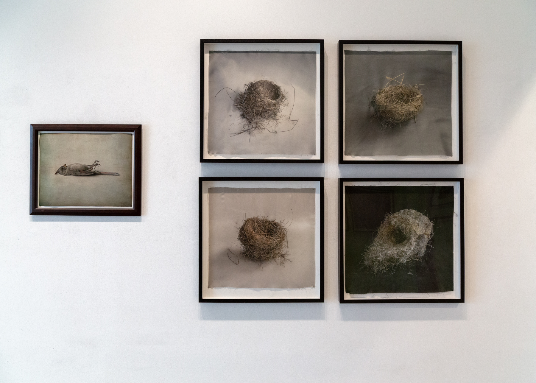 Kate Breakey, Avian, Catherine Couturier Gallery, Houston, Texas, Installation photograph by Erica Lee
