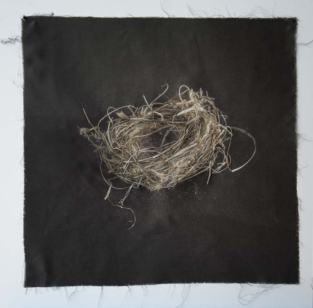 Kate Breakey, Nest 19, Catherine Couturier Gallery