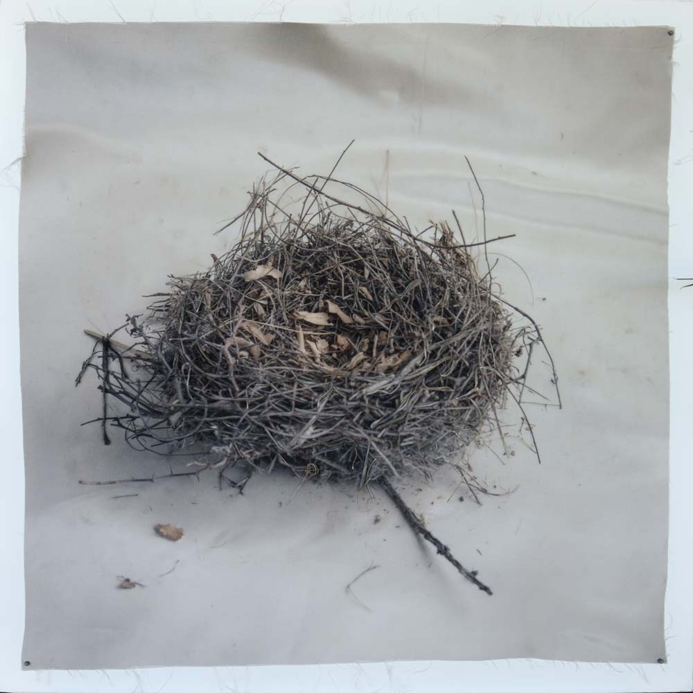 Kate Breakey, Nest 34, Catherine Couturier Gallery