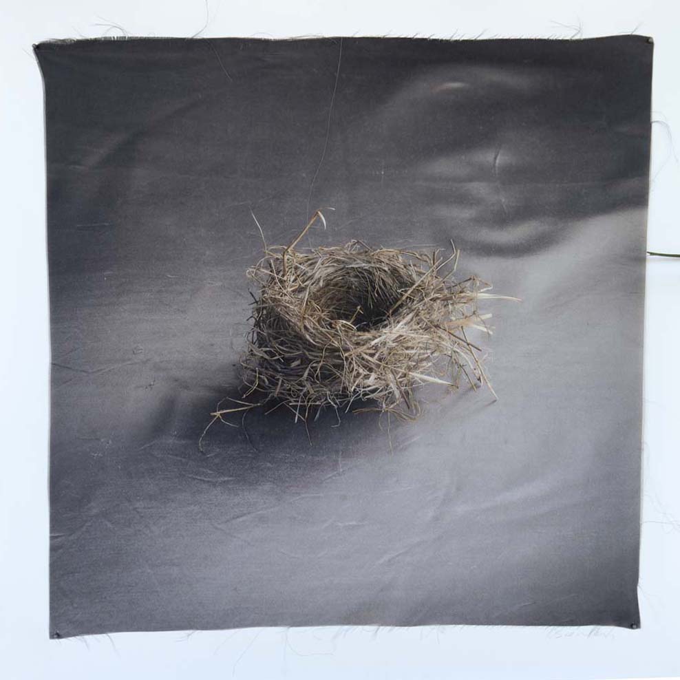 Kate Breakey, Nest 37, Catherine Couturier Gallery