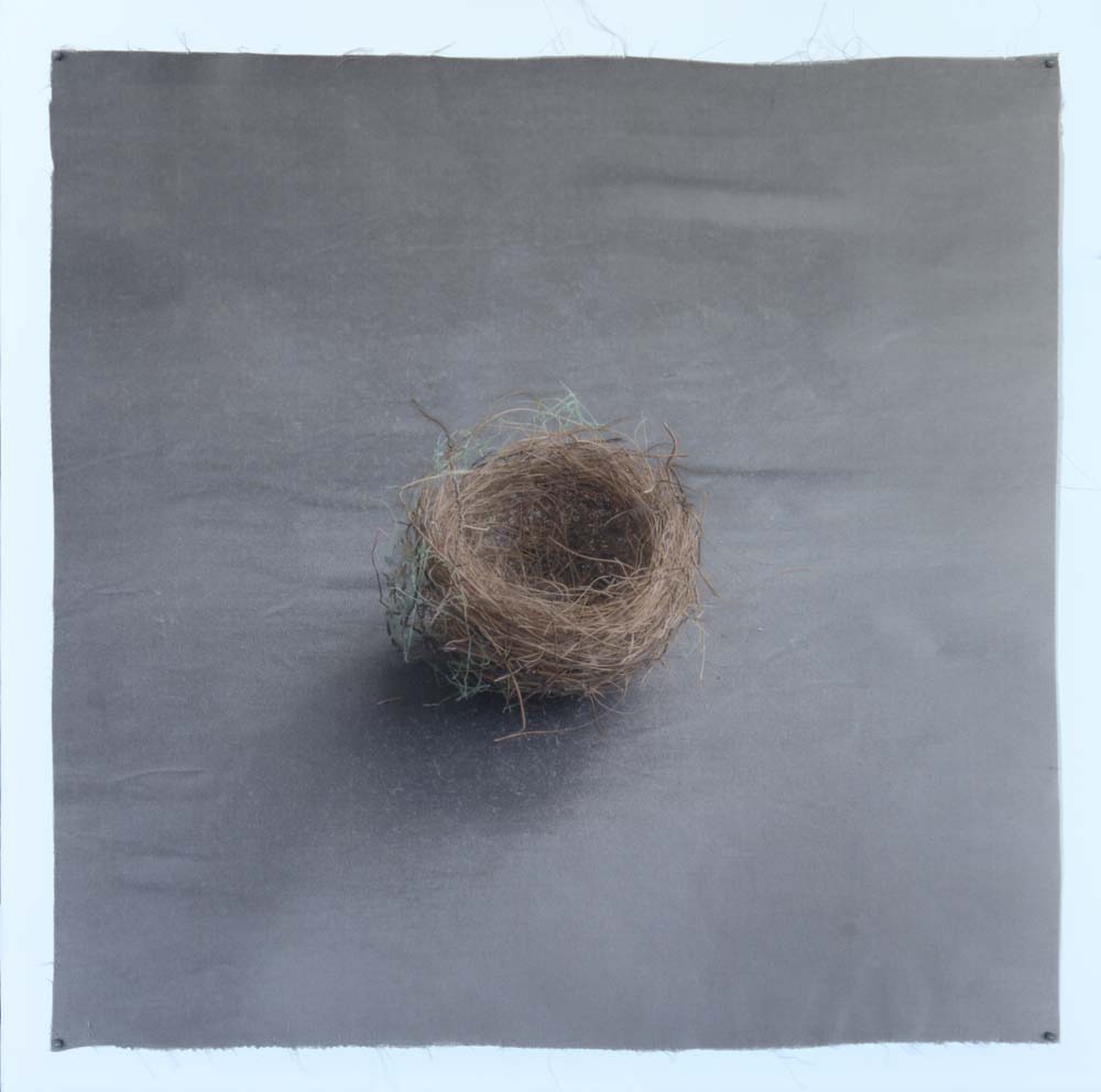 Kate Breakey, Nest 38, Catherine Couturier Gallery