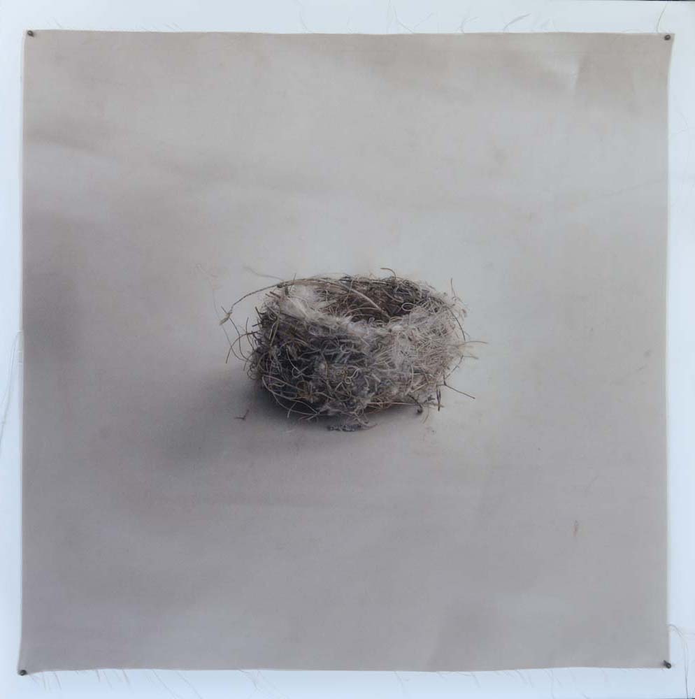 Kate Breakey, Nest 41, Catherine Couturier Gallery