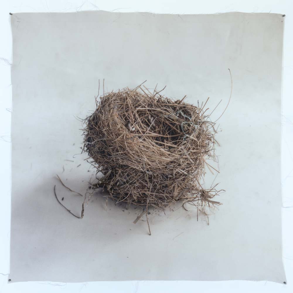 Kate Breakey, Nest 42, Catherine Couturier Gallery