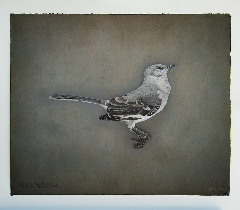 Kate Breakey, Northern Mockingbird, Catherine Couturier Gallery