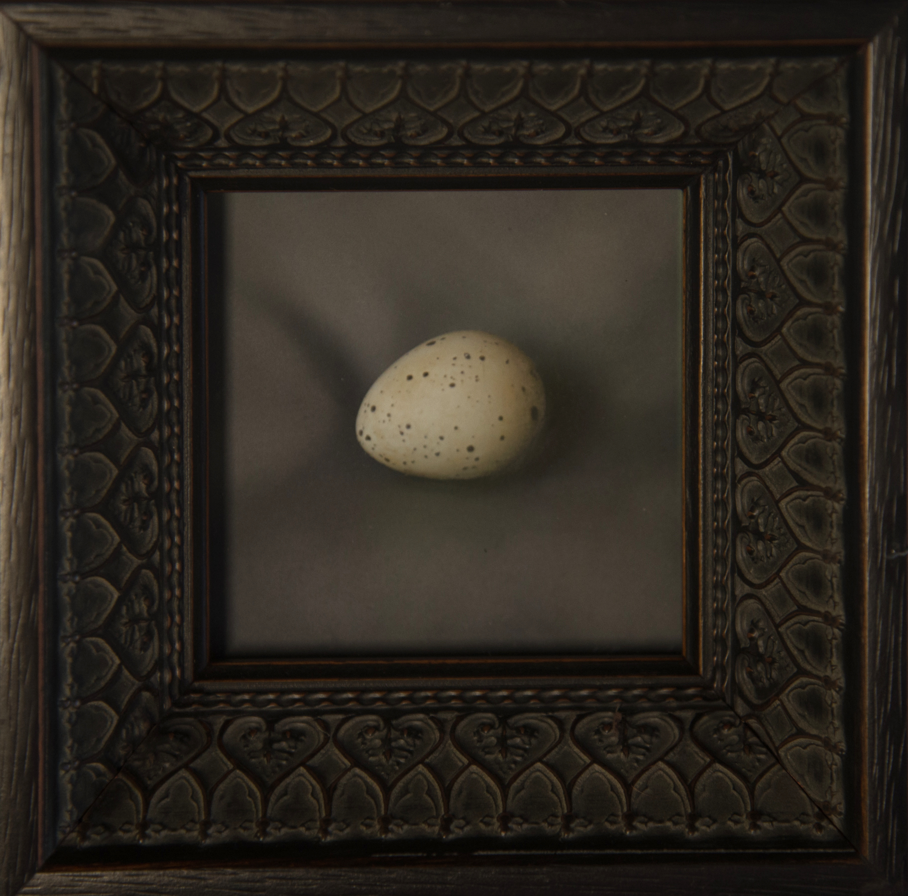Kate Breakey, Quail Egg 21, Catherine Couturier Gallery