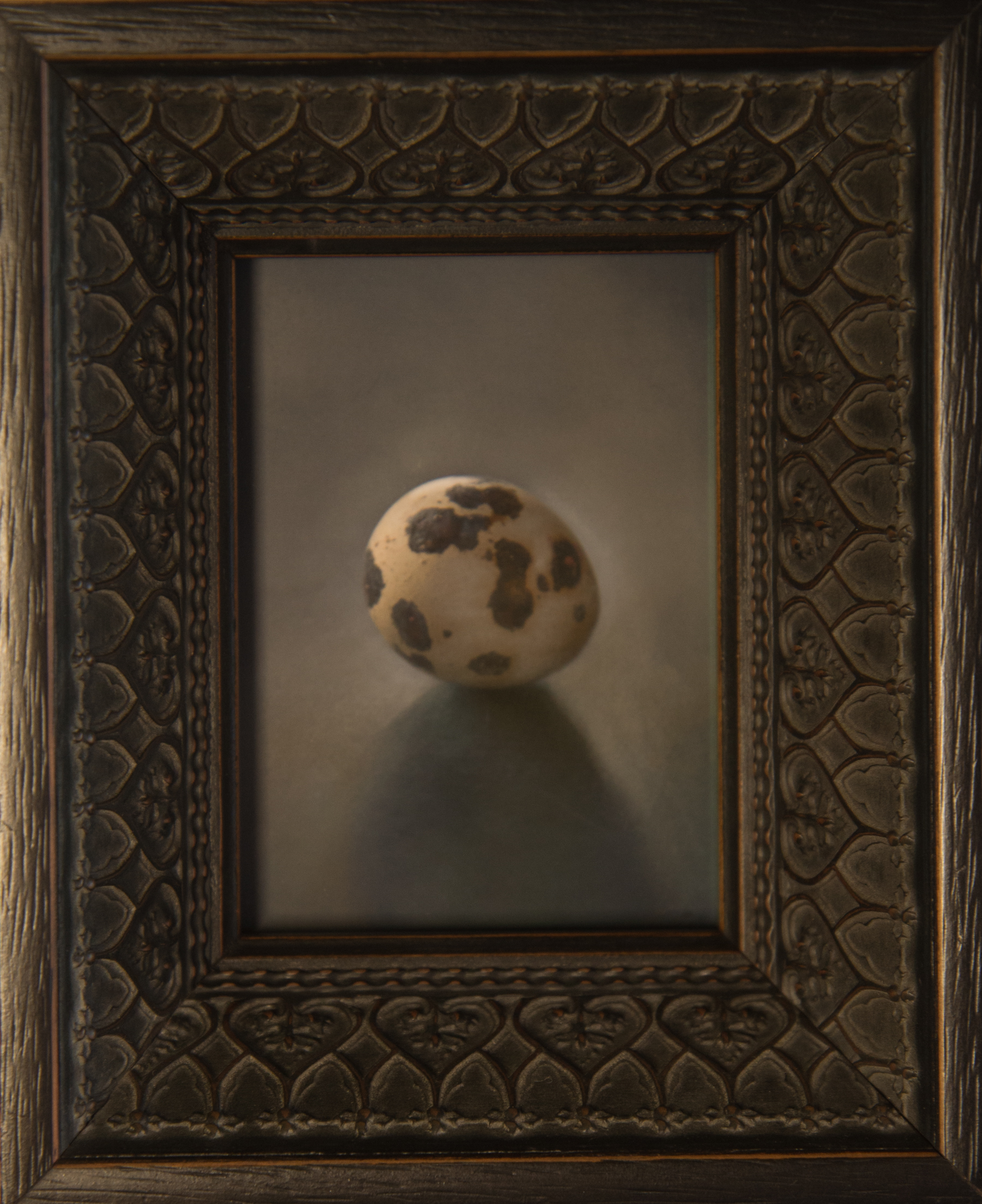 Kate Breakey, Quail Egg 42, Catherine Couturier Gallery