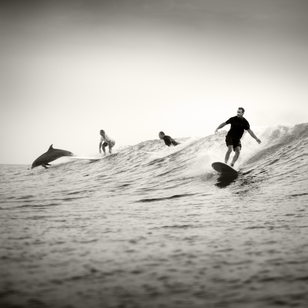 Kenny Braun Surfing Dolphin