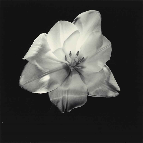 Robert Mapplethorpe, Tulip, Catherine Couturier Gallery
