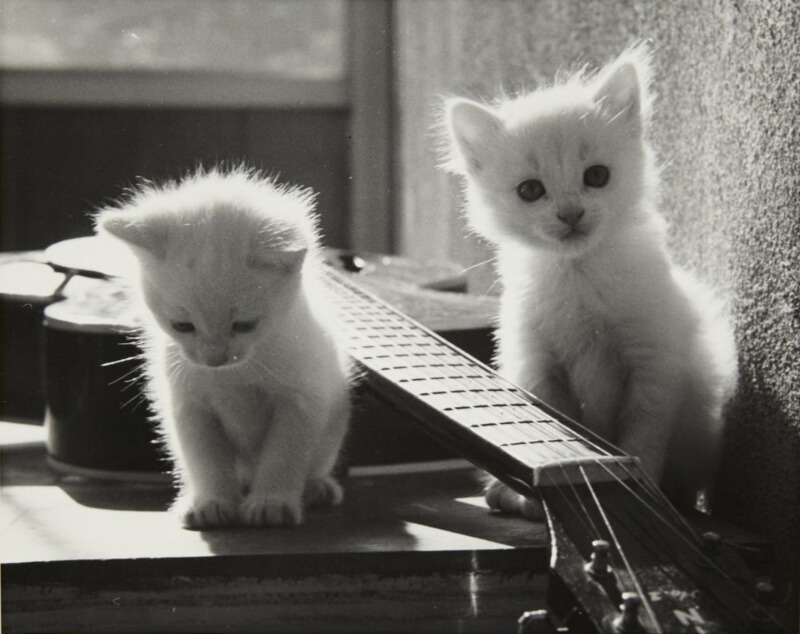 White Kittens with Guitar Ruth Bernhard