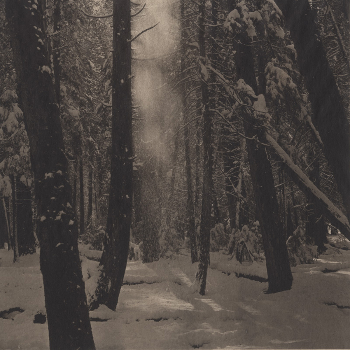 Takeshi Shikama Silent Respiration of Forests - Yosemite #6