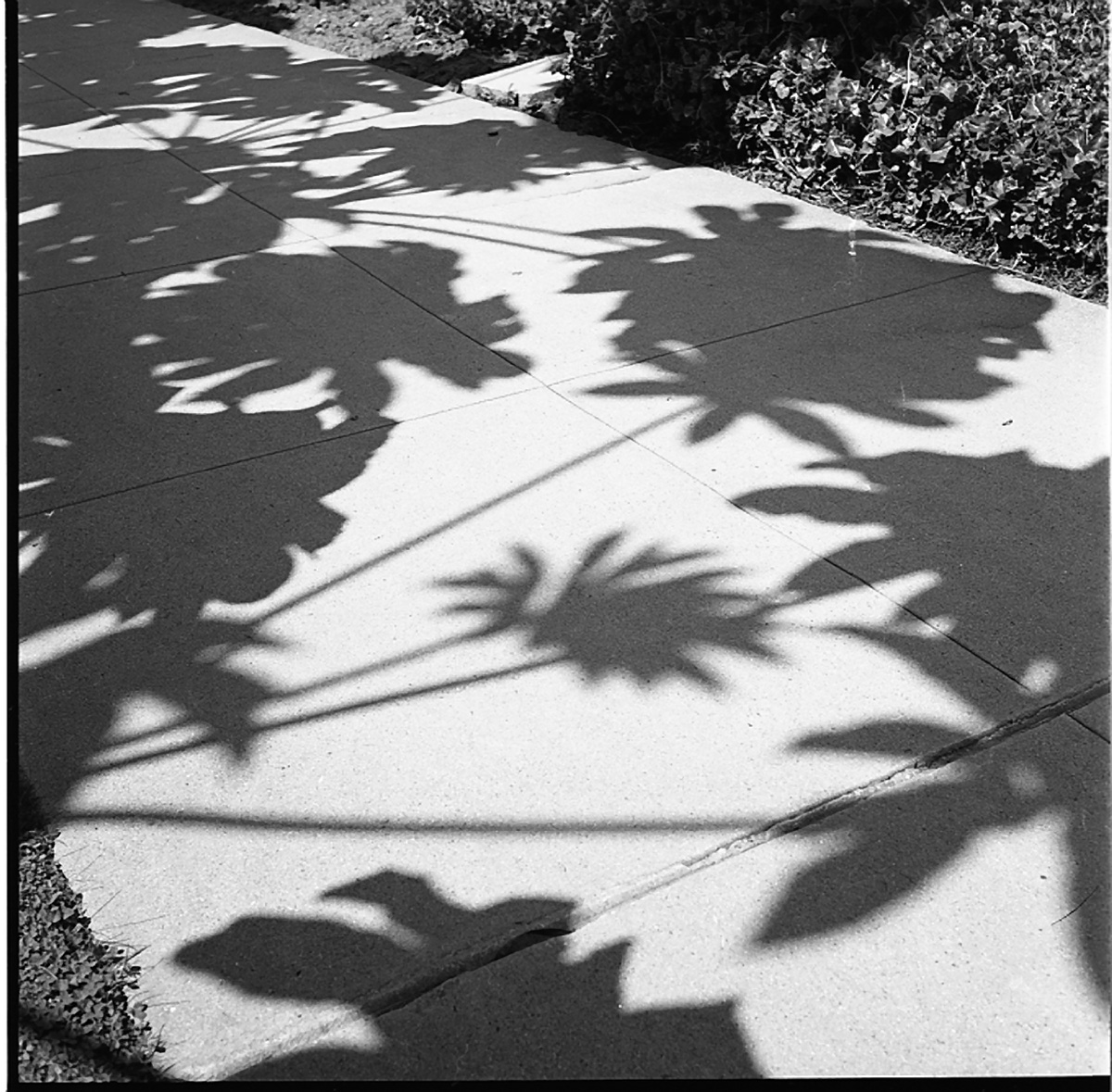 Vivian Maier, Plant Shadows on Sidewalk, Los Angeles, 1955