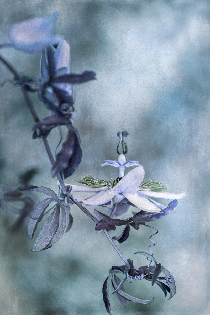 Passion Flower II, Wendi Schneider, Catherine Couturier Gallery