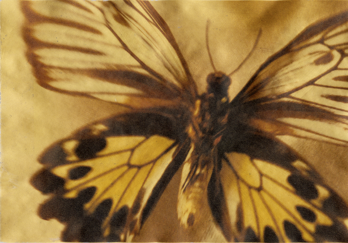 Wendi Schneider, Birdwing Butterfly, 2012, Catherine Couturier Gallery