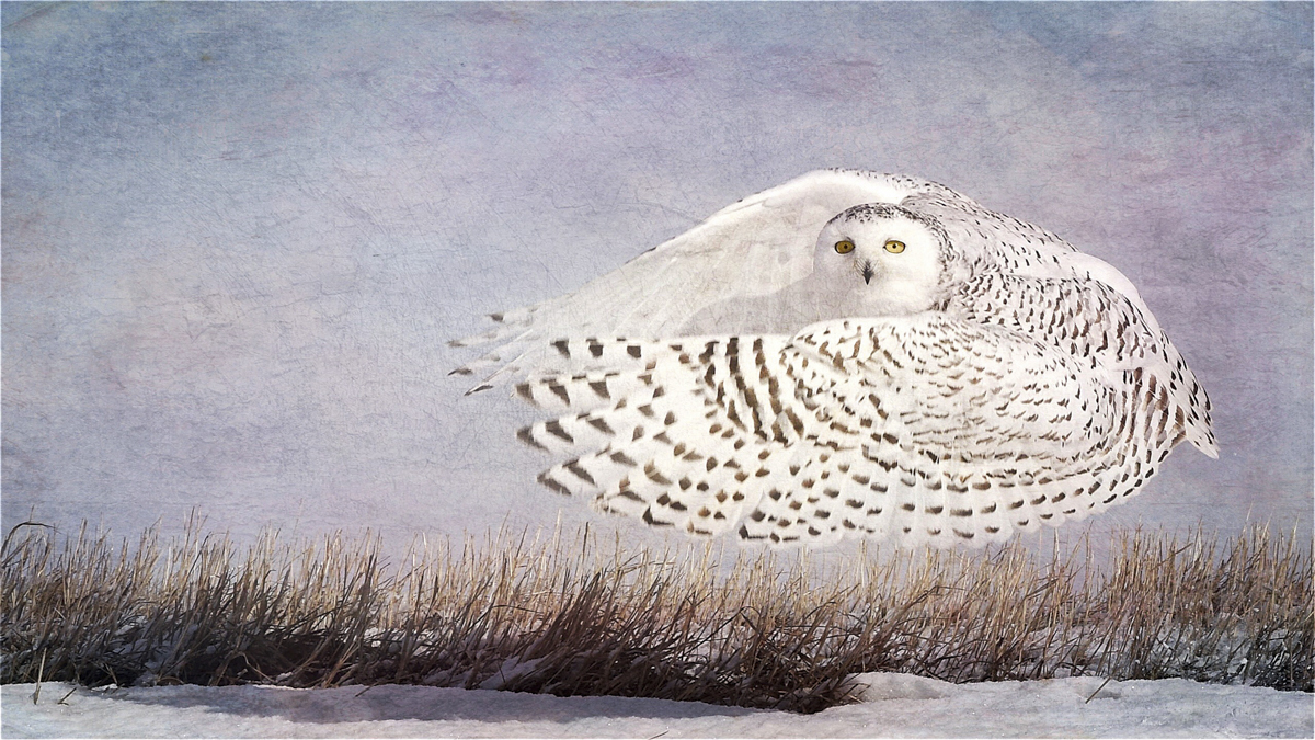 Wendi Schneider, Snowy Owl Hover, 2016, Catherine Couturier Gallery