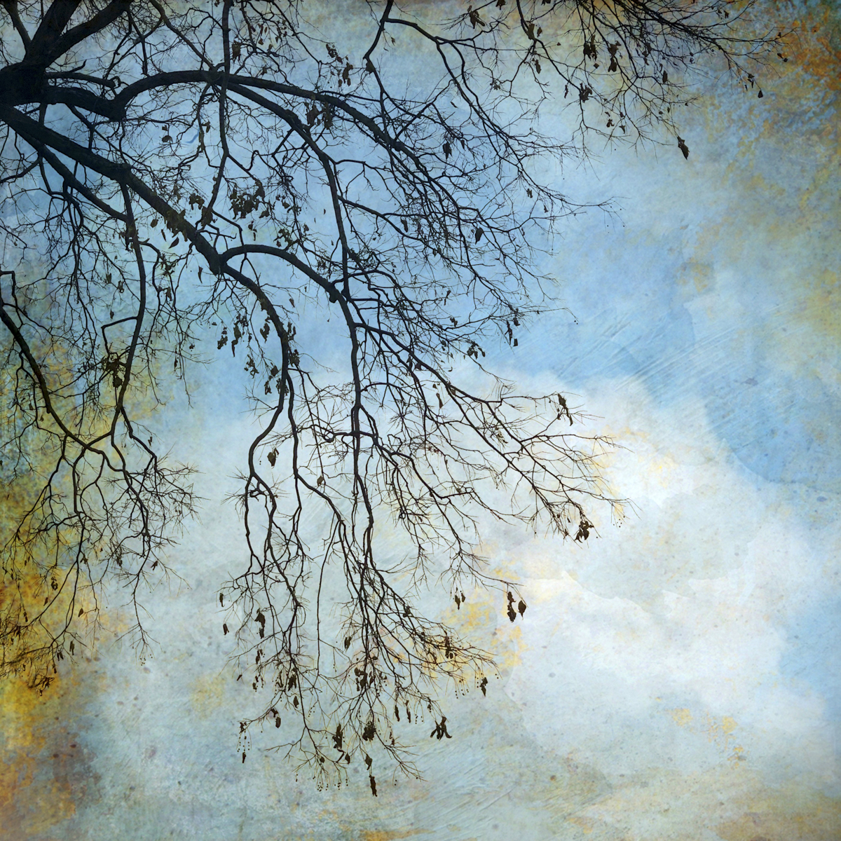 Wendi Schneider, The Truth of Winter Branches, 2019, Catherine Couturier Gallery