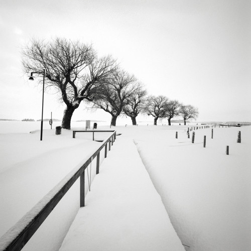 Trees Along the Snowy Path