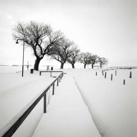 Trees Along the Snowy Path