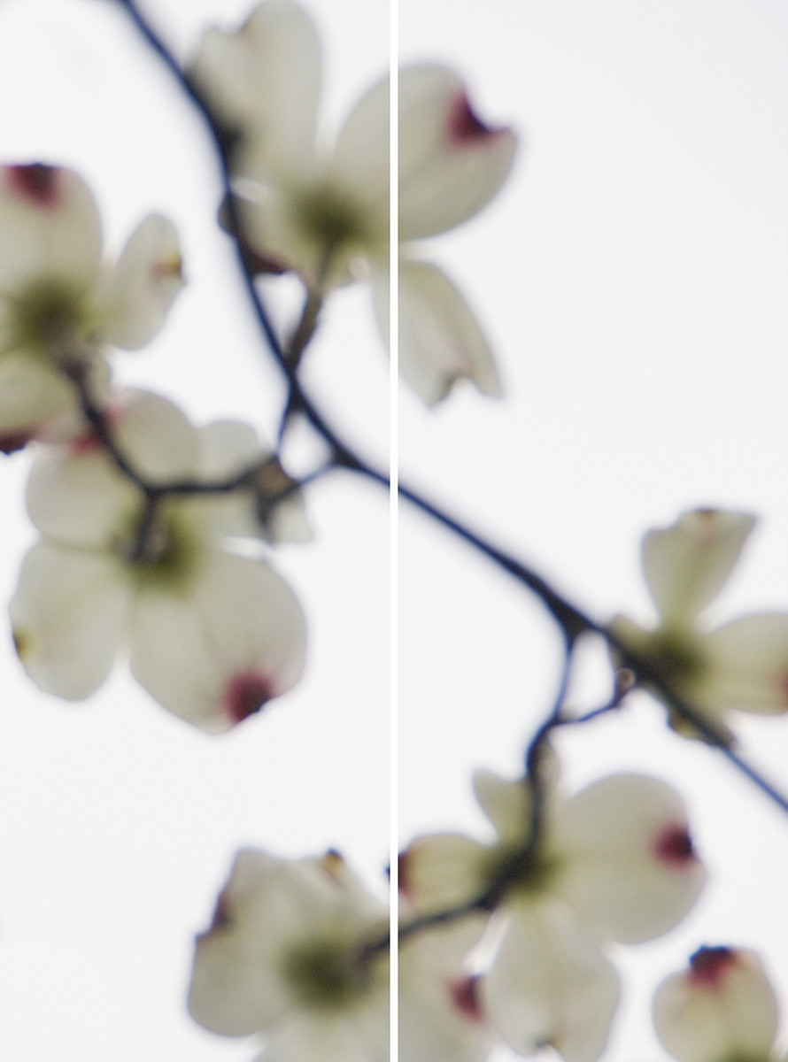 Dogwood (White, Red Tips) No.2