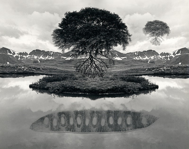 Untitled (Floating Tree)