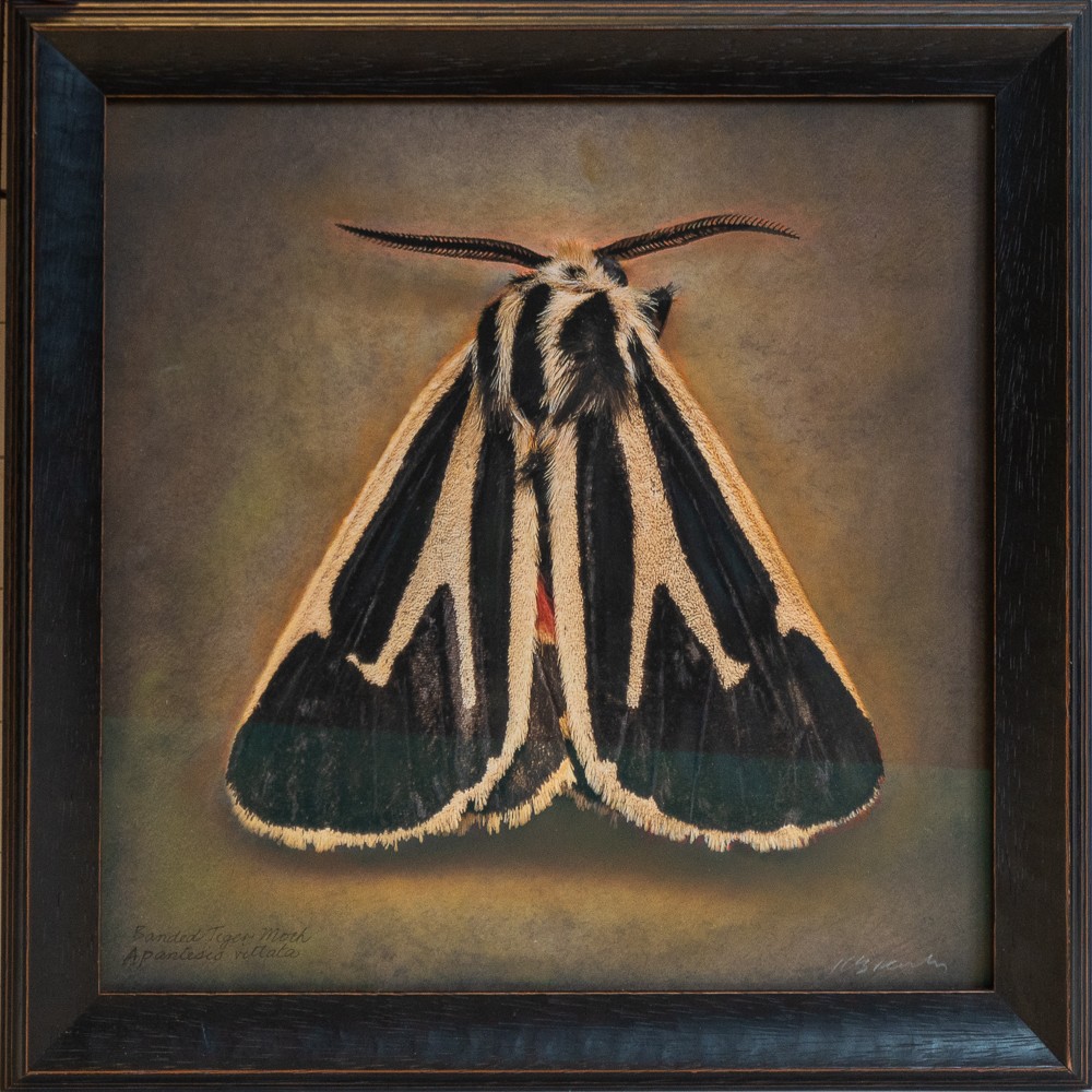Apantesis vittata, Banded Tiger Moth