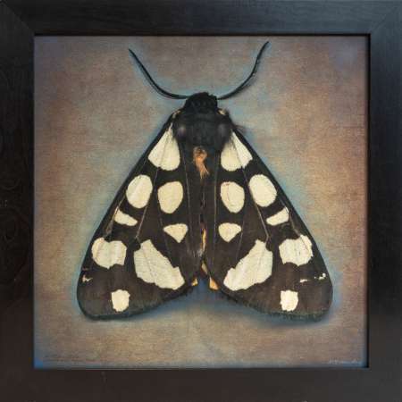 Arctia villica, Cream-Spot Tiger Moth
