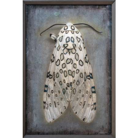 Hypercompe scribonia, Giant Leopard Moth II